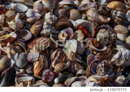 Sand and shells texture background. Wavy pattern on the sand, top view. Sand and shells texture background. Wavy pattern on the sand, top view. 119870733