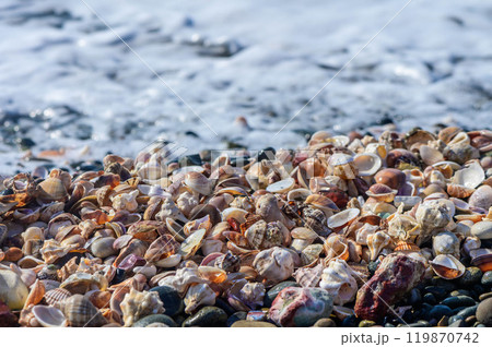 Lots of seashells at the water's edge, selective focus 3 Lots of seashells at the water's edge, selective focus 3 119870742