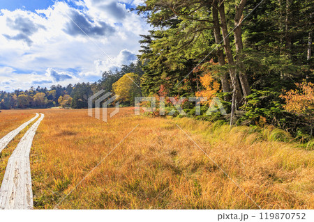 秋の尾瀬 草紅葉と森の紅葉 沼山峠〜尾瀬沼 秋の尾瀬 草紅葉と森の紅葉 沼山峠〜尾瀬沼 119870752