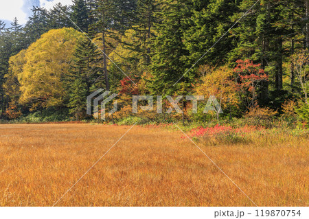 秋の尾瀬 草紅葉と森の紅葉 沼山峠〜尾瀬沼 秋の尾瀬 草紅葉と森の紅葉 沼山峠〜尾瀬沼 119870754