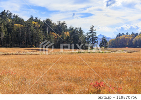 秋の尾瀬 草紅葉と森の紅葉 沼山峠〜尾瀬沼 秋の尾瀬 草紅葉と森の紅葉 沼山峠〜尾瀬沼 119870756