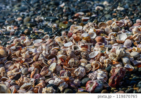 Many different sea shells on sea coast 119870765