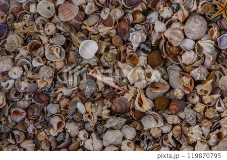 A collection of sea shells arranged on a sandy beach 119870795