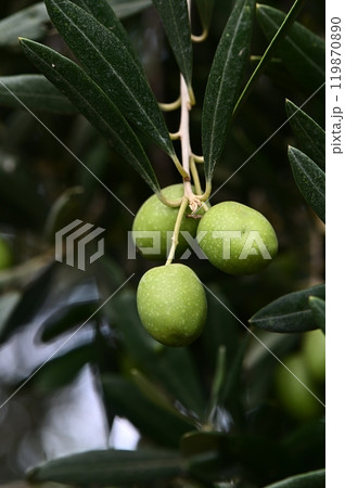 Olives on the tree, branches with fruits 119870890