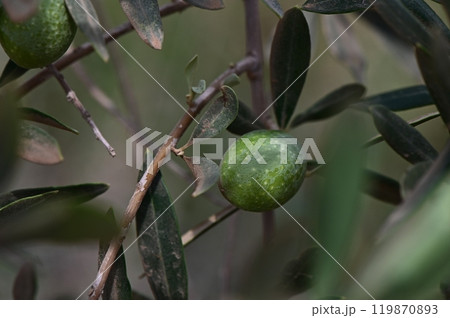 Olive branch with green olives, branch in summer, jaen province product 119870893