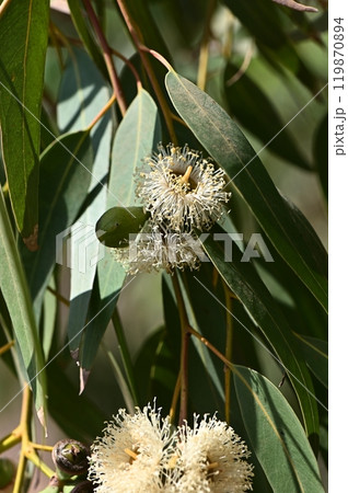 White flowering Eucalyptus Blossoming tree branch 119870894