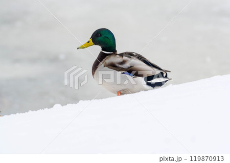 Wild duck stands in the snow on the river Wild duck stands in the snow on the river 119870913