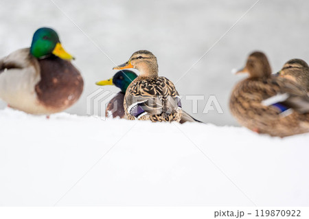 Large flock of wild ducks in winter season 119870922