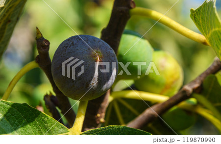 Figs on the branch of a fig tree Figs on the branch of a fig tree 119870990