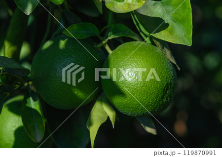 Several green oranges hanging on the tree Several green oranges hanging on the tree 119870991