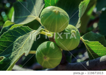 Fresh ripe figs on a branch close-up summer 119871013