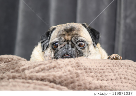 old pug lying on the couch resting old pug lying on the couch resting 119871037