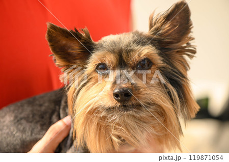 A close-up photograph of a small dog with long hair. 119871054