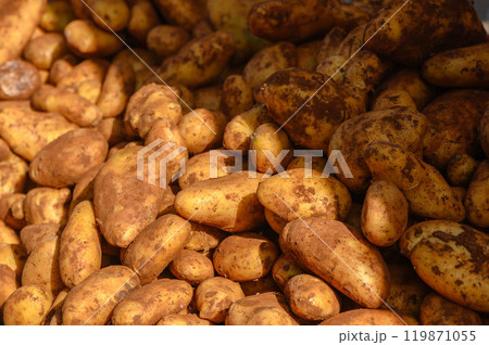 Freshly harvested potatoes on weekly market. Gastronomy background with short depth of field. Freshly harvested potatoes on weekly market. Gastronomy background with short depth of field. 119871055