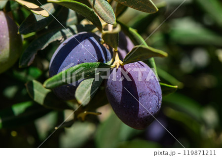 Lush purple olives glistening in the warm sunlight on a sunny afternoon in a Mediterranean orchard 119871211
