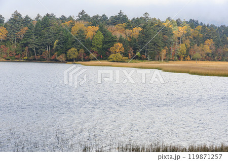 秋の尾瀬　草紅葉と森の紅葉　尾瀬沼ビジターセンター〜沼尻 119871257