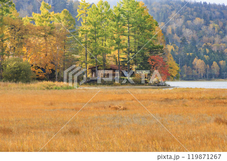 秋の尾瀬　草紅葉と森の紅葉　尾瀬沼ビジターセンター〜沼尻 119871267