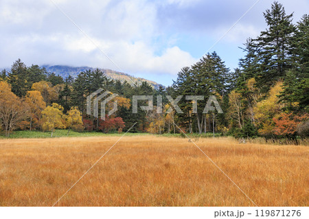 秋の尾瀬　草紅葉と森の紅葉　尾瀬沼ビジターセンター〜沼尻 119871276