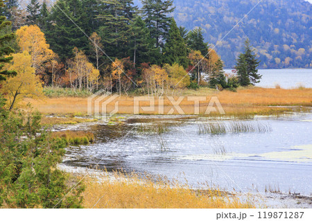 秋の尾瀬　草紅葉と森の紅葉　尾瀬沼ビジターセンター〜沼尻 119871287
