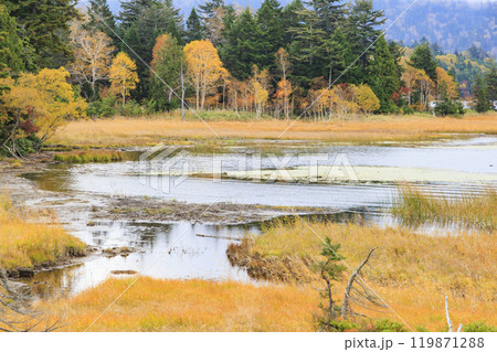 秋の尾瀬　草紅葉と森の紅葉　尾瀬沼ビジターセンター〜沼尻 119871288
