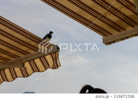 A solitary bird perches atop a striped beach umbrella under a clear blue sky on a sunny summer afternoon A solitary bird perches atop a striped beach umbrella under a clear blue sky on a sunny summer afternoon 119871386