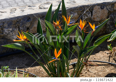 Vibrant orange and blue bird of paradise flowers bloom in a sunny garden against a rustic stone wall 119871422