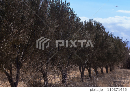 A serene line of olive trees swaying gently in the breeze under a bright sky on a peaceful afternoon A serene line of olive trees swaying gently in the breeze under a bright sky on a peaceful afternoon 119871456