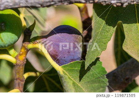 A ripe fig nestled among lush green leaves under the warm sunlight of a late summer afternoon A ripe fig nestled among lush green leaves under the warm sunlight of a late summer afternoon 119871505