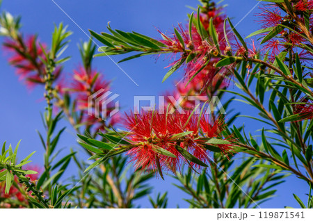 Vibrant red bottlebrush flowers bloom against a clear blue sky in a sunlit garden, showcasing nature\'s beauty in full springtime glory Vibrant red bottlebrush flowers bloom against a clear blue sky in a sunlit garden, showcasing nature\'s beauty in full springtime glory 119871541