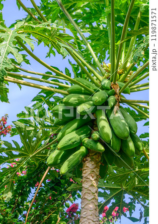 Lush papaya tree adorned with vibrant green fruits under a clear blue sky in a tropical garden during midday 119871571