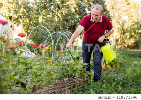 Older man diligently spraying vegetables with insecticide in garden Older man diligently spraying vegetables with insecticide in garden 119871640