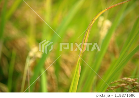 イナゴに食べられたであろう稲 119871690