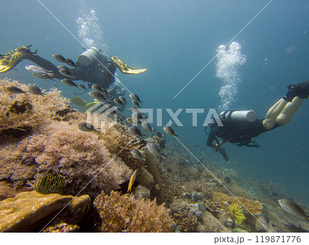 A group of divers blowing air bubbles swim past beautiful corals underwater 119871776