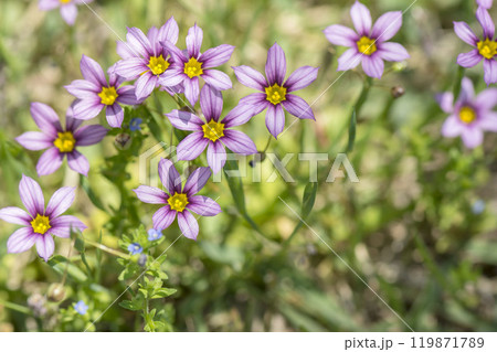 ニワゼキショウ 119871789