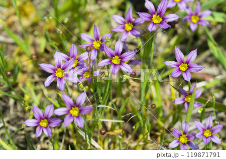 ニワゼキショウ 119871791