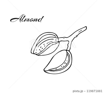 Almond Branch with ripe fruits. Hand-drawn botanical illustration isolated on white. Almond Branch with ripe fruits. Hand-drawn botanical illustration isolated on white. 119871881