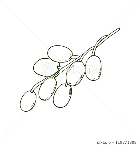 Medicinal neem twig with fruits, isolated on a white background. Azadirachta indica. Medicinal neem twig with fruits, isolated on a white background. Azadirachta indica. 119871889