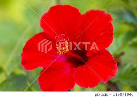 ハイビスカス ハイビスカス 119871946