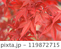 折り重なる深紅の葉 119872715