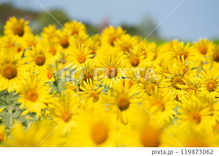 真夏のひまわり 119873062