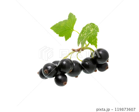 Black currant branch isolated. 119873607