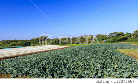 青空が広がる田園風景 青空が広がる田園風景 119873667