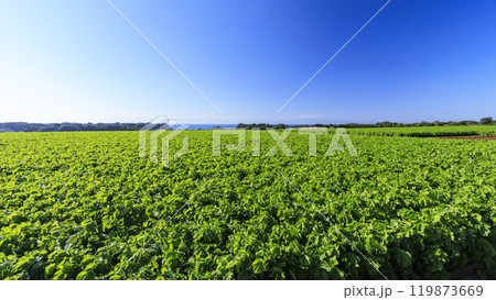 青空が広がる田園風景 119873669