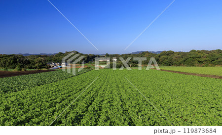 青空が広がる田園風景 119873684