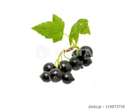 Black currant branch isolated. 119873726