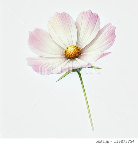 コスモスのシンプルな水彩イラスト 119873754
