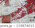 白い壁に映える赤い蔦 119874015