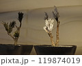 幼いドライ盆栽 119874019
