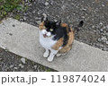 見上げる三毛猫 119874024