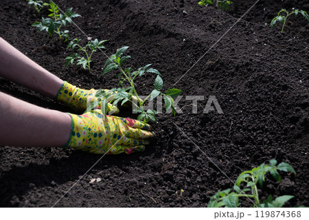 Farmer holding tomato plant in greenhouse, homegrown organic vegetables. 119874368